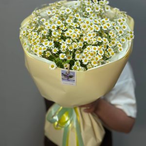 Ромашковое поле